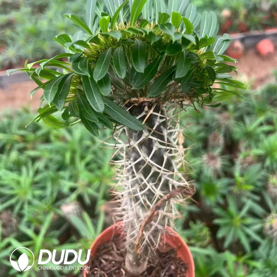 10031D100.jpg Pachypodium lamerei cristata - 画像 (1)