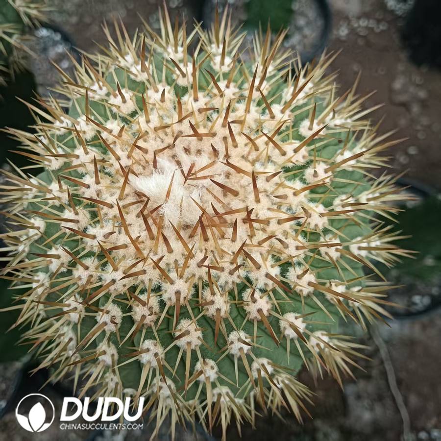 10032D60.jpg (Grafted)Copiapoa haseltoniana - 画像 (1)