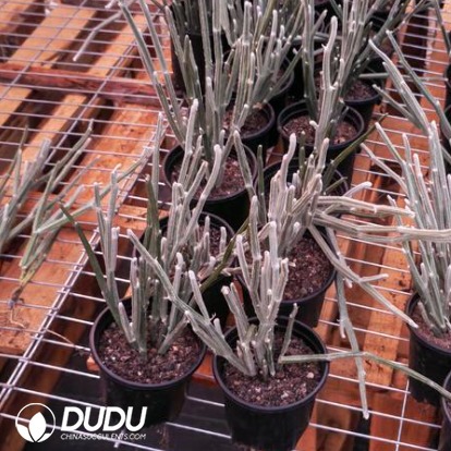 10038D110.jpg Seyrigia Humbertii - 画像 (1)