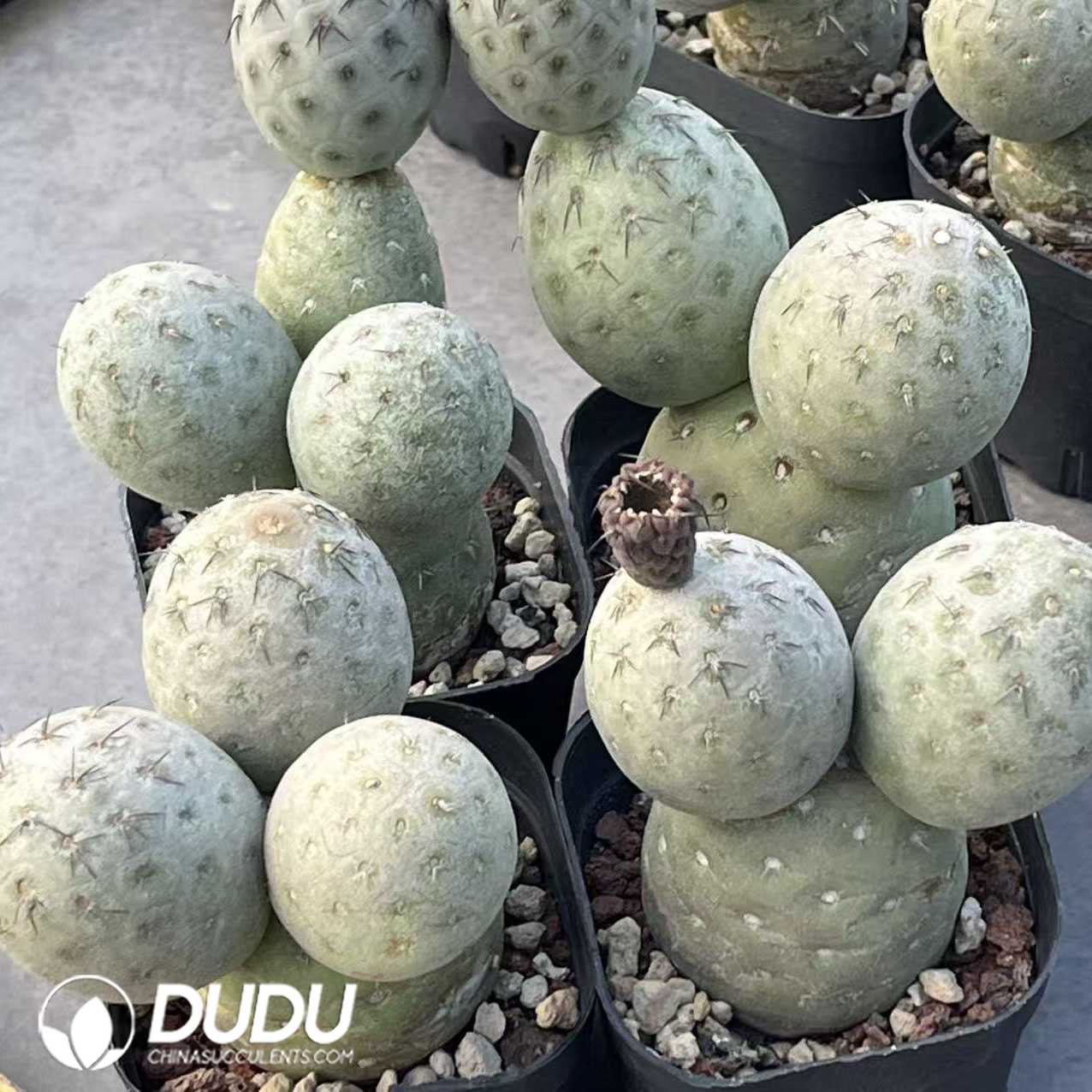 10039D70.jpg Tephrocactus Geometricus Clustering - 画像 (1)