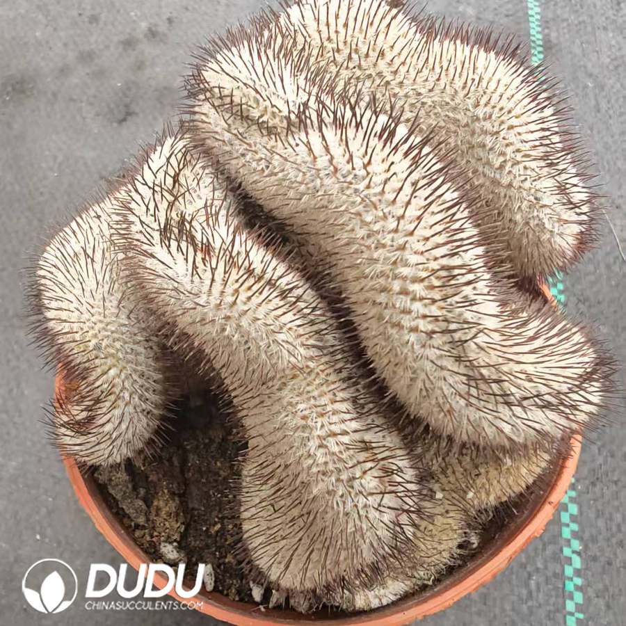 10040D100.jpg Mammillaria perezdelarosae subsp. andersoniana f. cristata - 画像 (1)