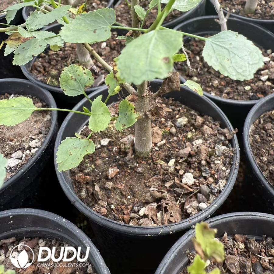 10046D150.jpg Commiphora namaensis (seed grow) - 画像 (1)