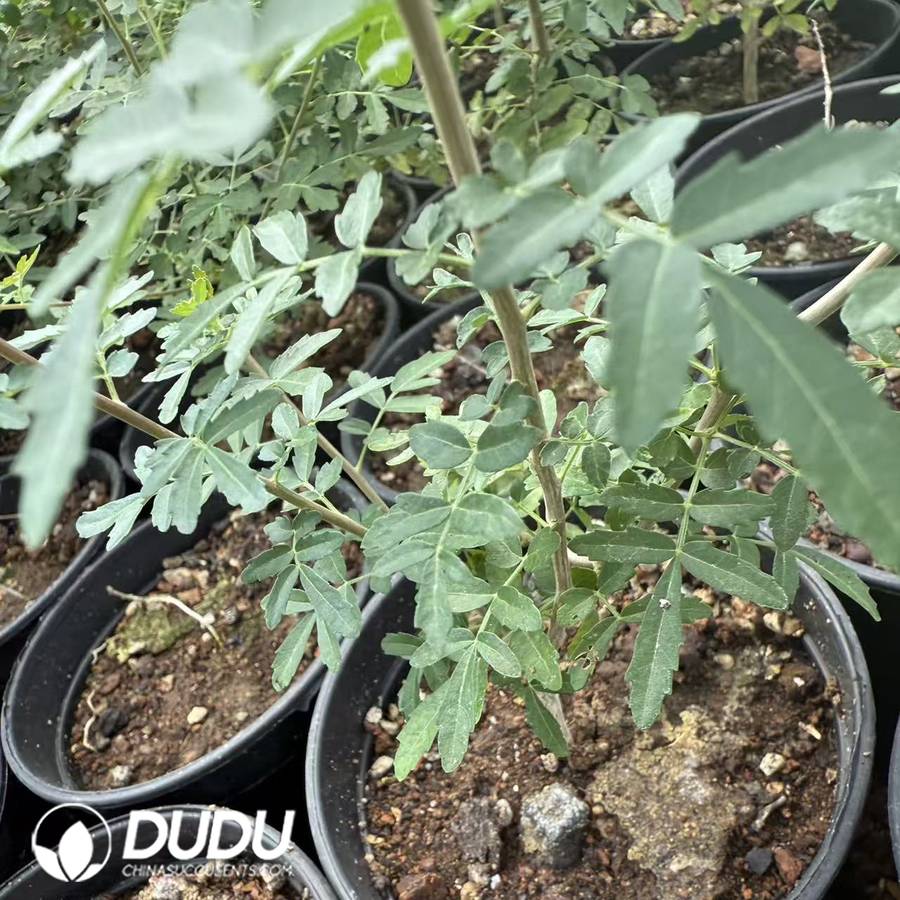10047D150.jpg Boswellia rivae(seed grow) - 画像 (1)