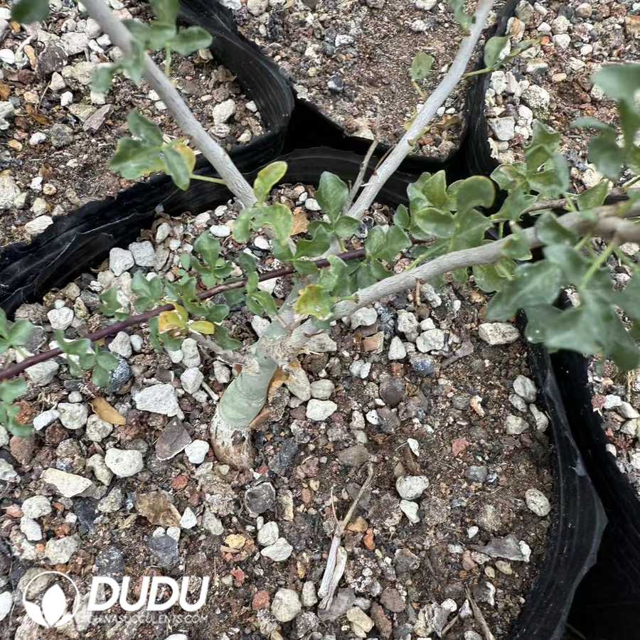 10048D150.jpg Commiphora kataf (seed grow) - 画像 (1)