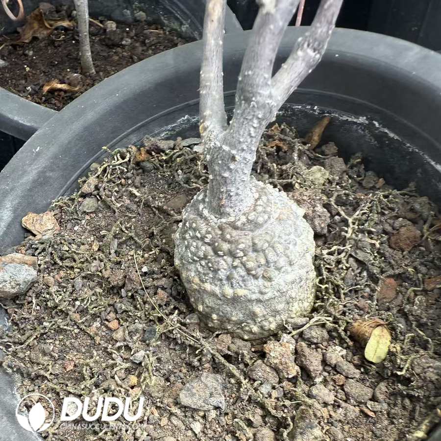 10049D30.jpg Fockea edulis (seed grow) - 画像 (1)