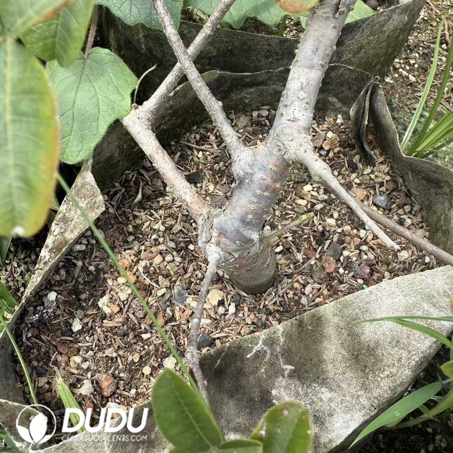 10050D200.jpg Commiphora orbicularis (seed grow) - 画像 (1)
