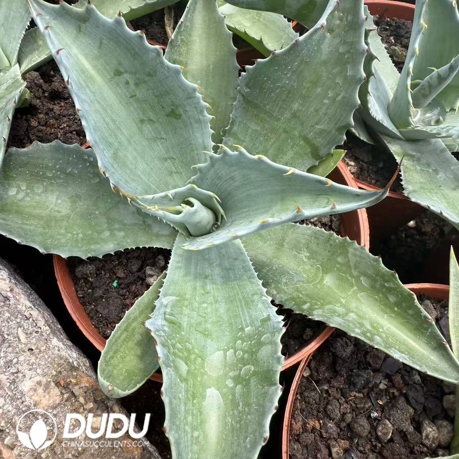 10053D120.jpg Agave ovatifolia - 画像 (1)