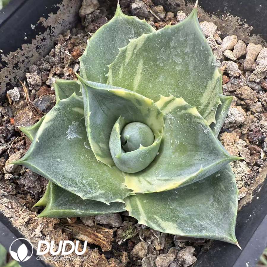 10054D40.jpg Agave titanota Dwarf Variegated - 画像 (1)