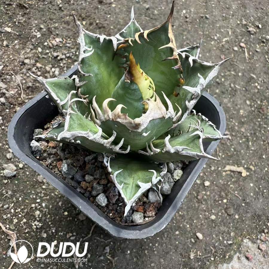 10056D70.jpg Agave titanota Red Cat - 画像 (1)