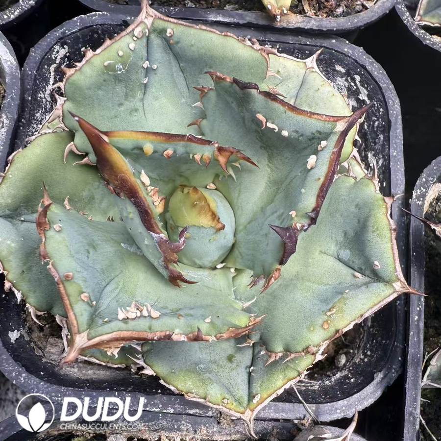 10060D50.jpg Agave titanota Round Leaf Crocodile - 画像 (1)