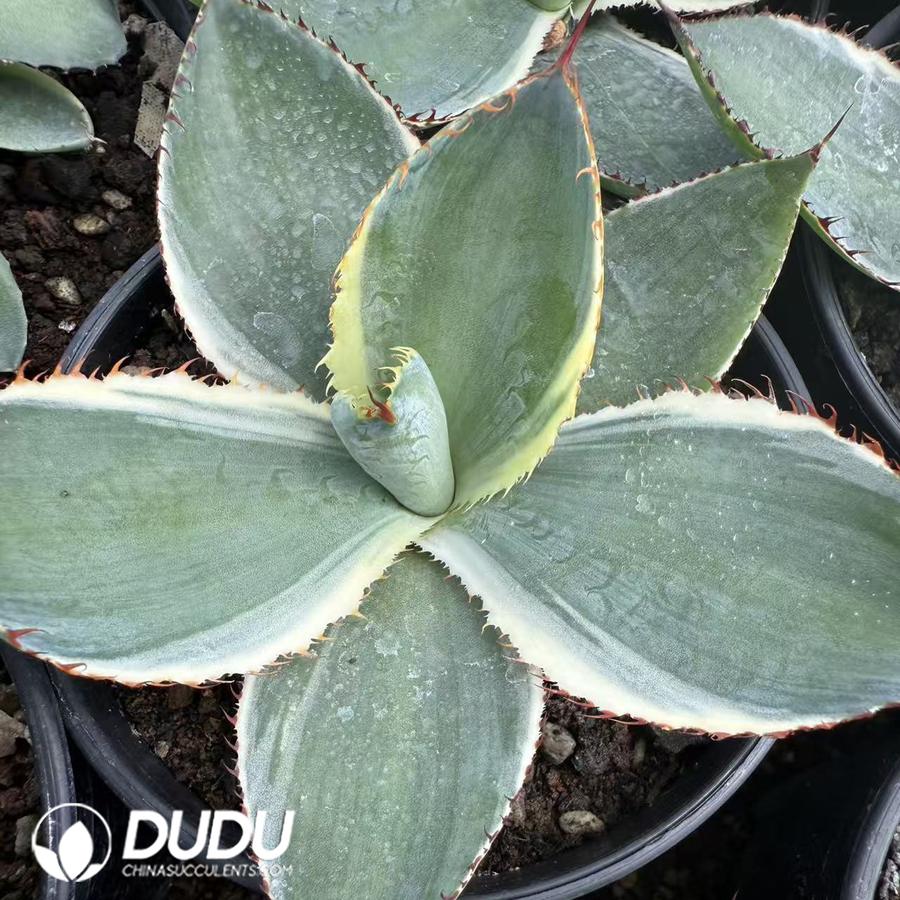 10062D100.jpg Agave titanota Reggae Time Marginata - 画像 (1)
