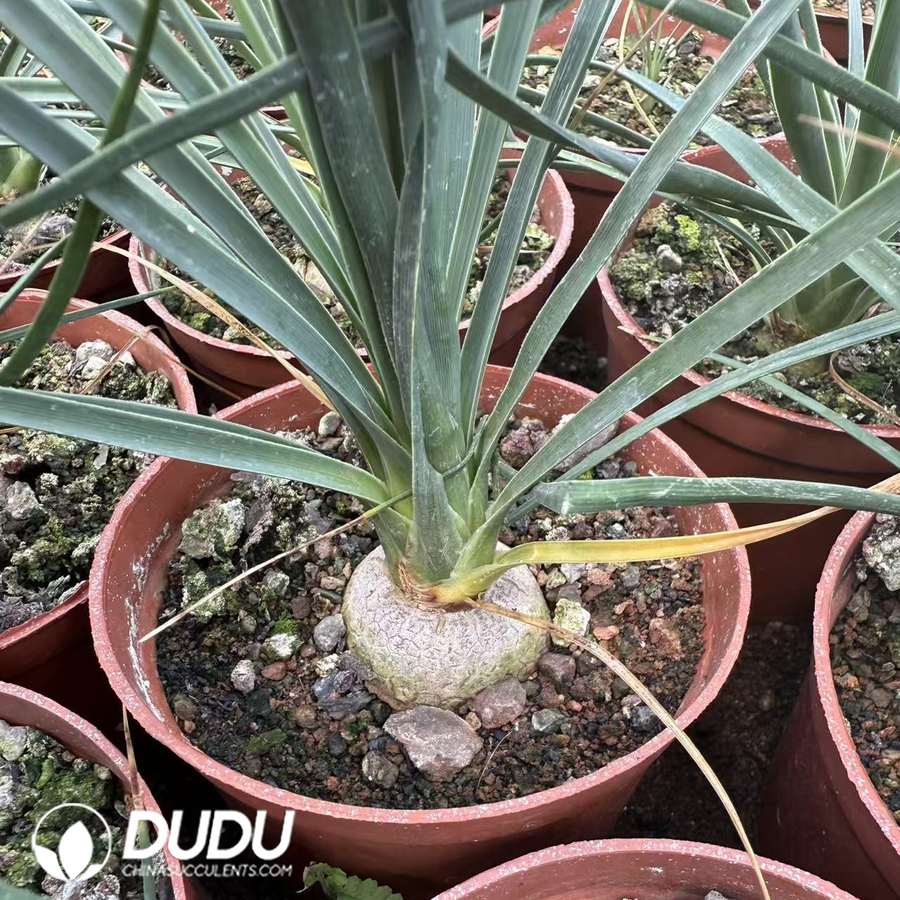 10065D30.jpg (Seed Grown)Beaucarnea recurvata - 画像 (1)