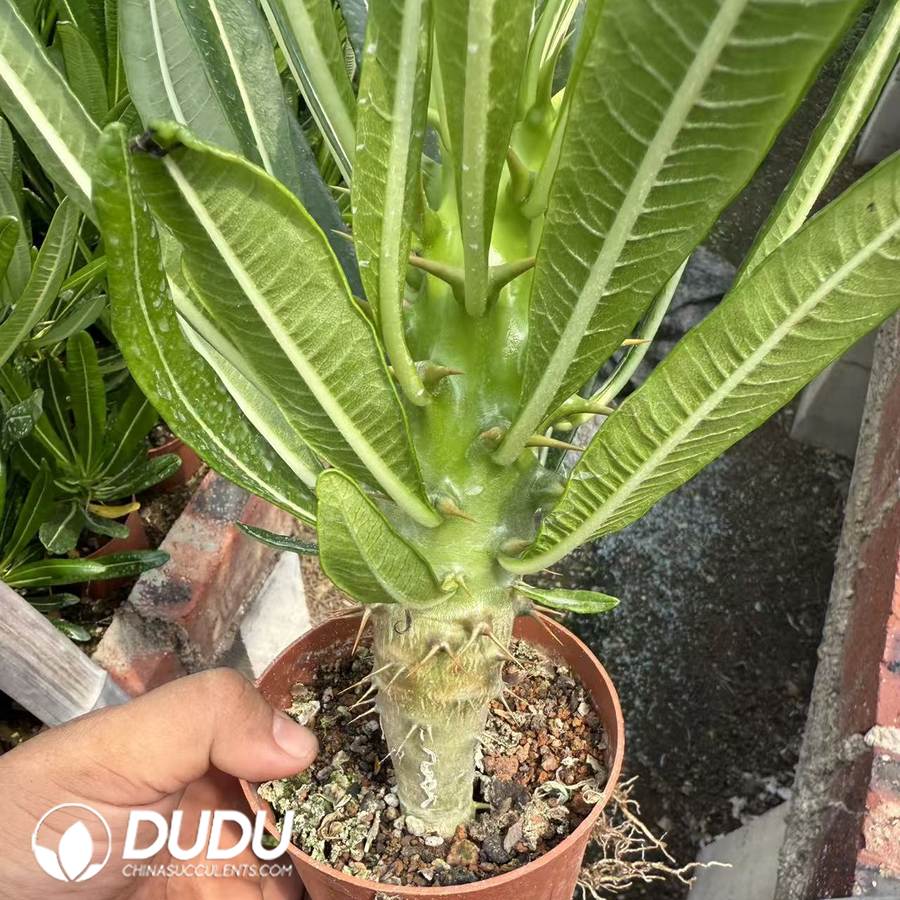 10066D100.jpg (Seed Grown) Pachypodium ambongense - 画像 (1)