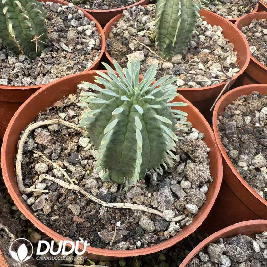 10067D30.jpg (Seed Grown)Euphorbia stellispina - 画像 (1)