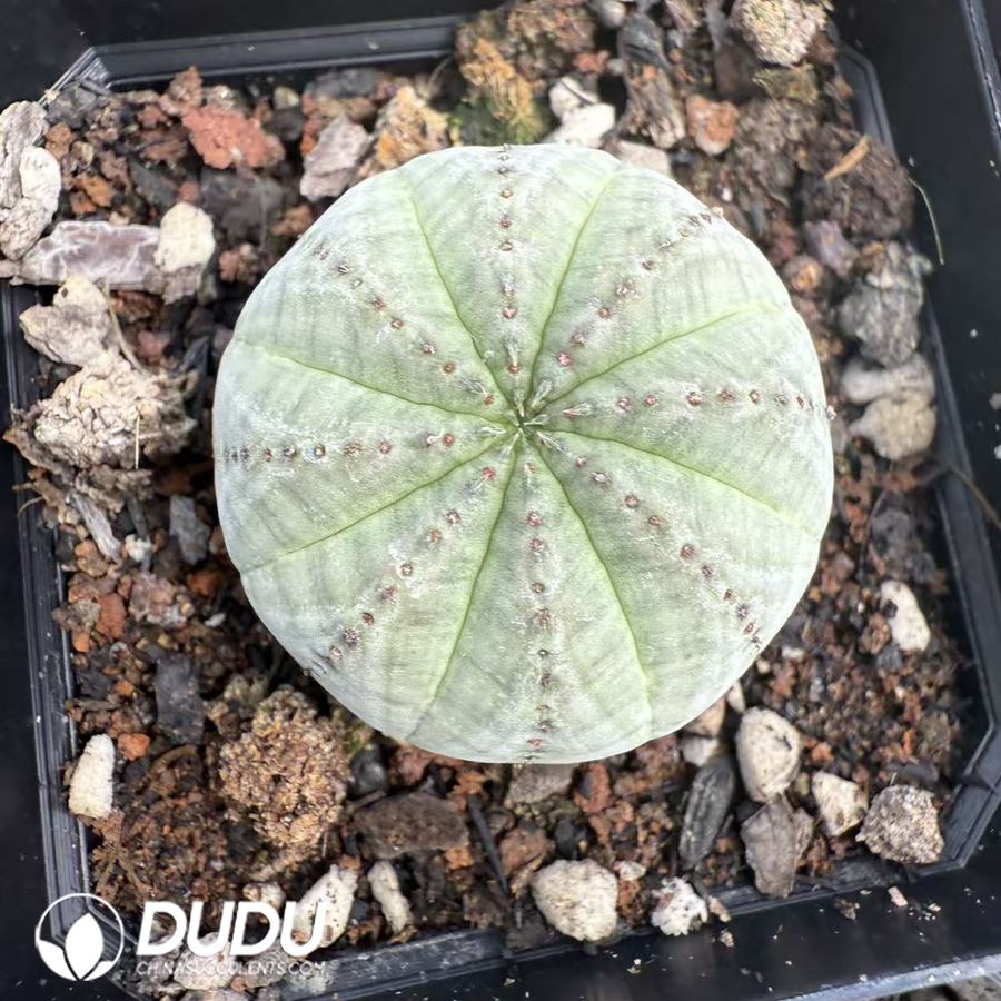 10068D30.jpg Euphorbia obesa subsp. symmetrica - 画像 (1)