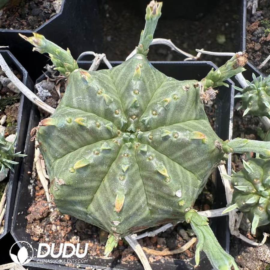 10069D30.jpg Euphorbia meloformis subsp. valida - 画像 (1)