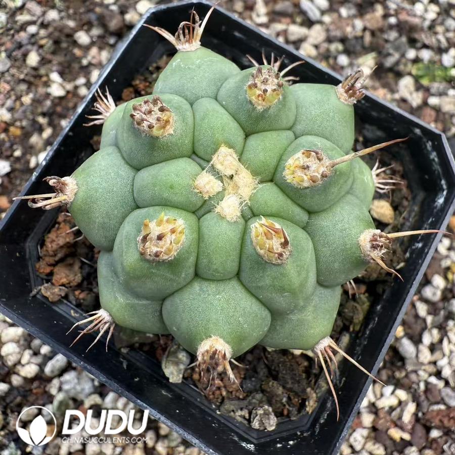 10070D40.jpg (Seed Grown)Gymnocalycium Saglionis Thornless - 画像 (1)
