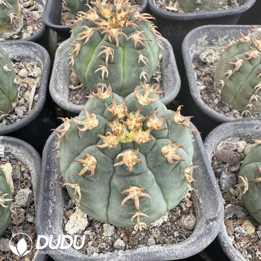 10073D40.jpg (Seed Grown)Discocactus placentiformis Cat's Paw - 画像 (1)