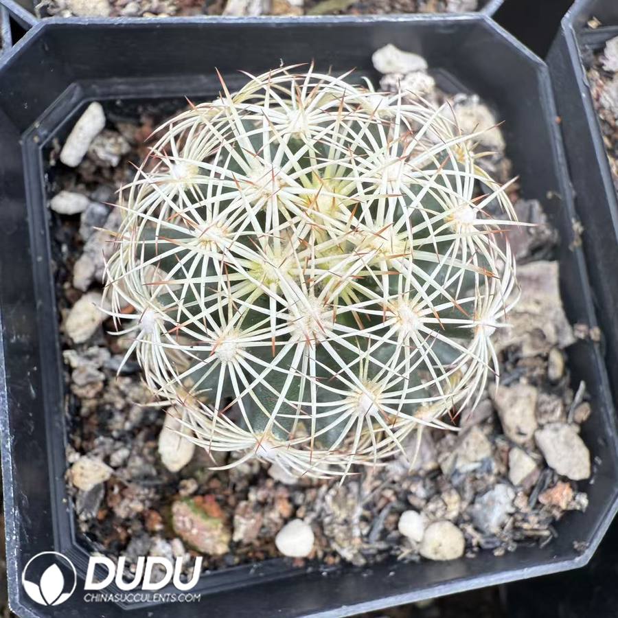 10074D30.jpg (Seed Grown)Echinopsis Oxygona - 画像 (1)