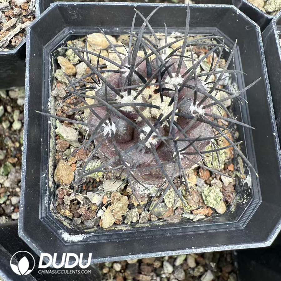 10075D30.jpg (Seed Grown) Copiapoa griseoviolacea - 画像 (1)