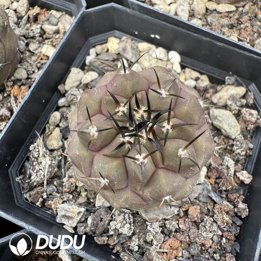 10076D30.jpg (Seed Grown) Copiapoa cinerea - 画像 (1)
