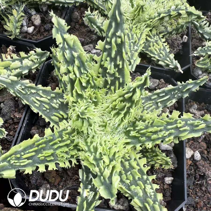 10082D60.jpg Aloe 'Peppermint' 1 - 画像 (1)