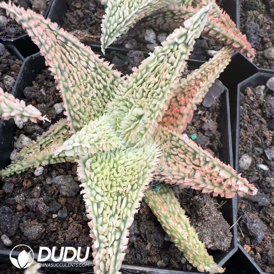 10083D60.jpg Aloe 'Peppermint' 2 - 画像 (1)
