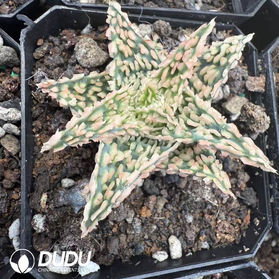 10084D60.jpg Aloe 'Peppermint' 3 - 画像 (1)