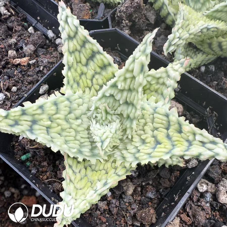 10085D60.jpg Aloe 'Peppermint' 4 - 画像 (1)