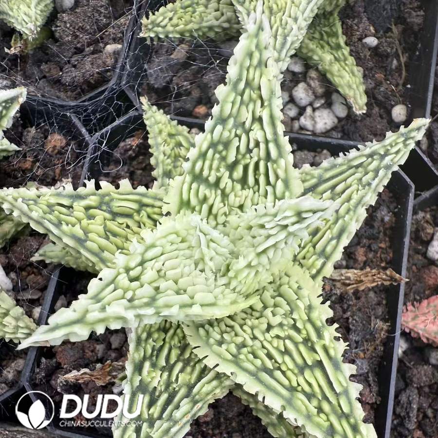 10086D60.jpg Aloe 'Peppermint' 5 - 画像 (1)