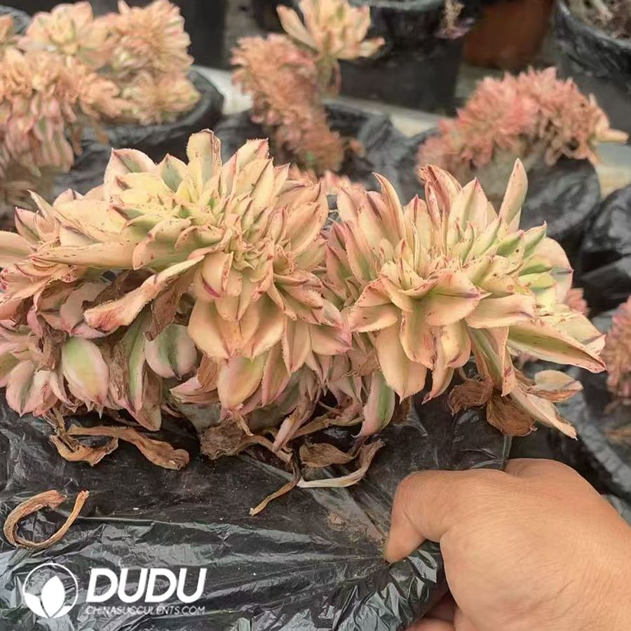 10088D200.jpg Aeonium Undulatum Variegated Cristata - 画像 (1)