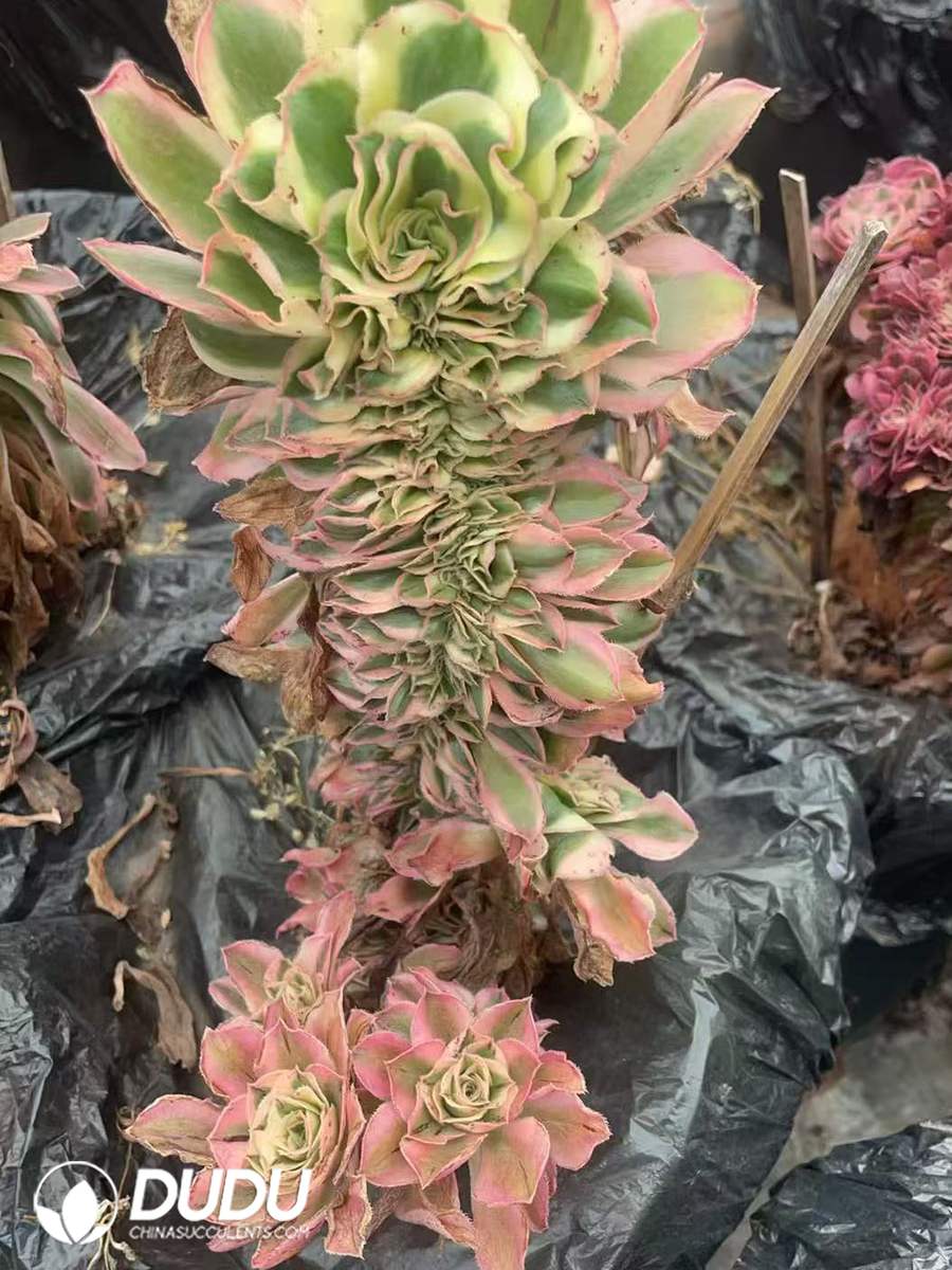 10091D200-1.jpg Aeonium Lvbo Cristata - 画像 (1)