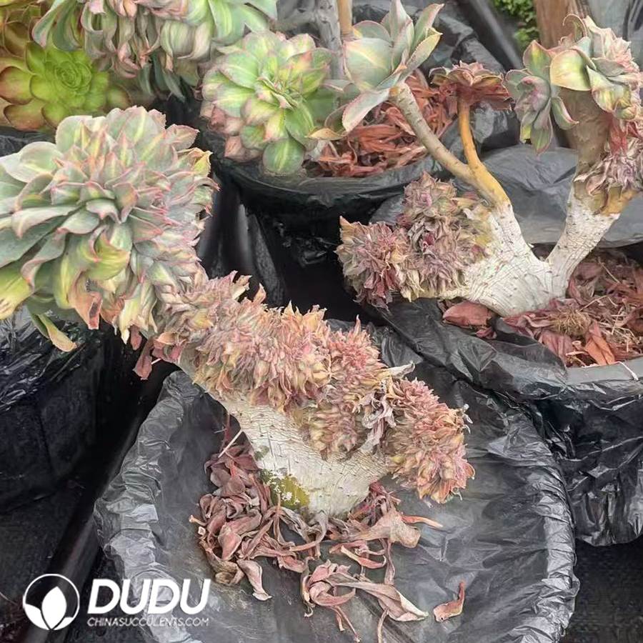 10092D150.jpg Aeonium Huancai Cristata - 画像 (1)