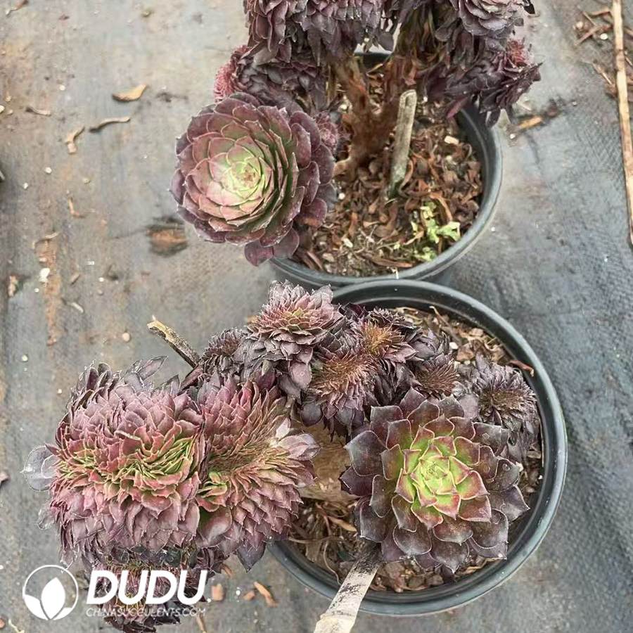 10093D150.jpg Aeonium Yukihime Cristata - 画像 (1)