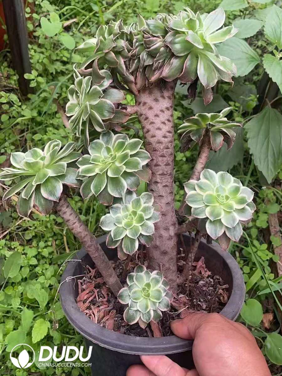 10094D200.jpg Aeonium Green Rose Cristata - 画像 (1)