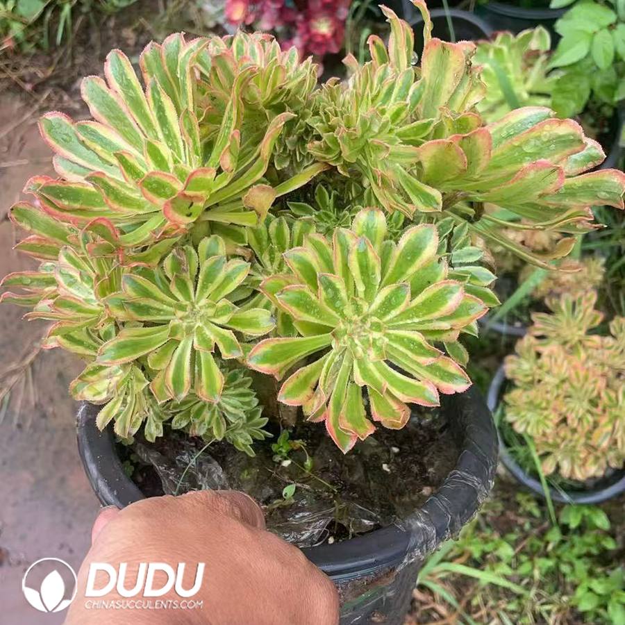 10095D200.jpg Aeonium Xiyan Cristata - 画像 (1)