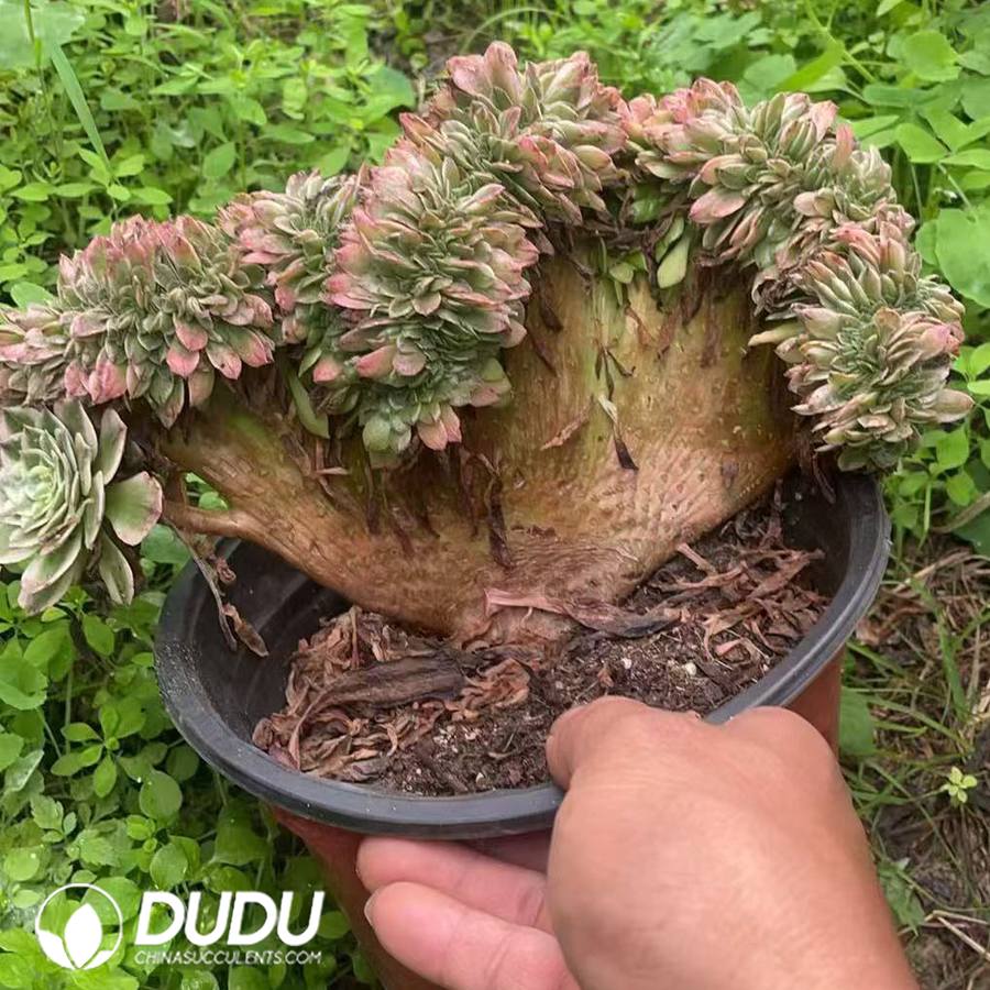 10096D200.jpg Aeonium Elizabeth Cristata - 画像 (1)