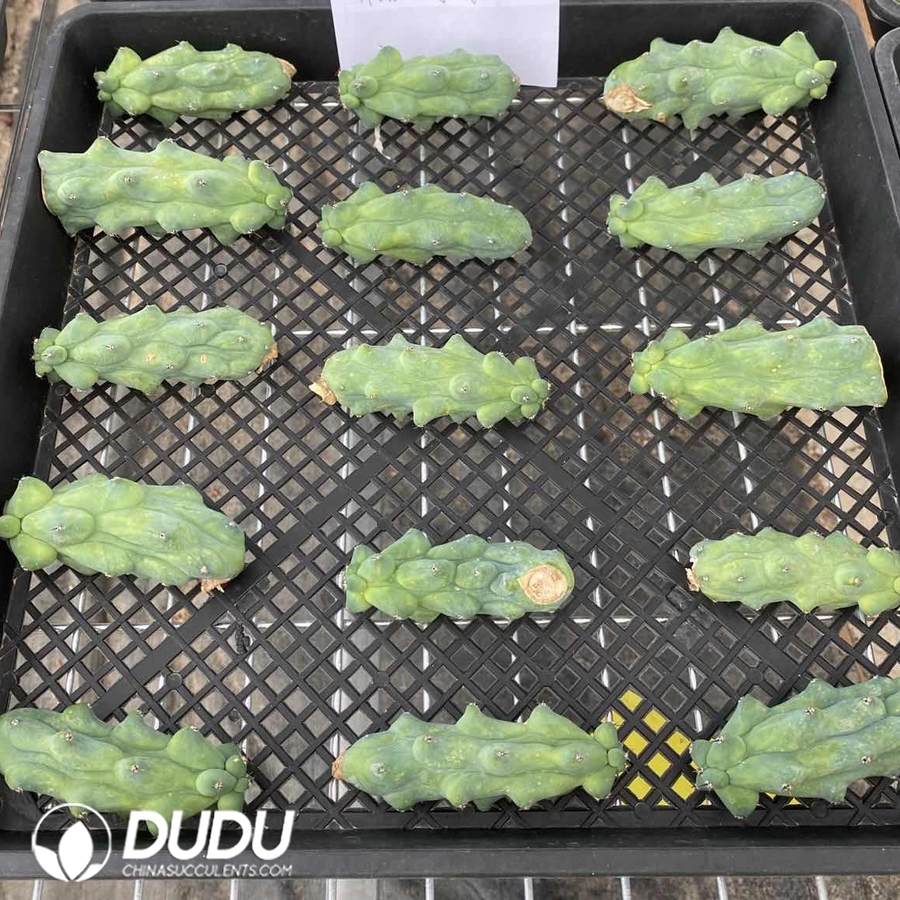 10101D100.jpg (Cutting) Myrtillocactus geometrizans/Boobie Cactus - 画像 (1)