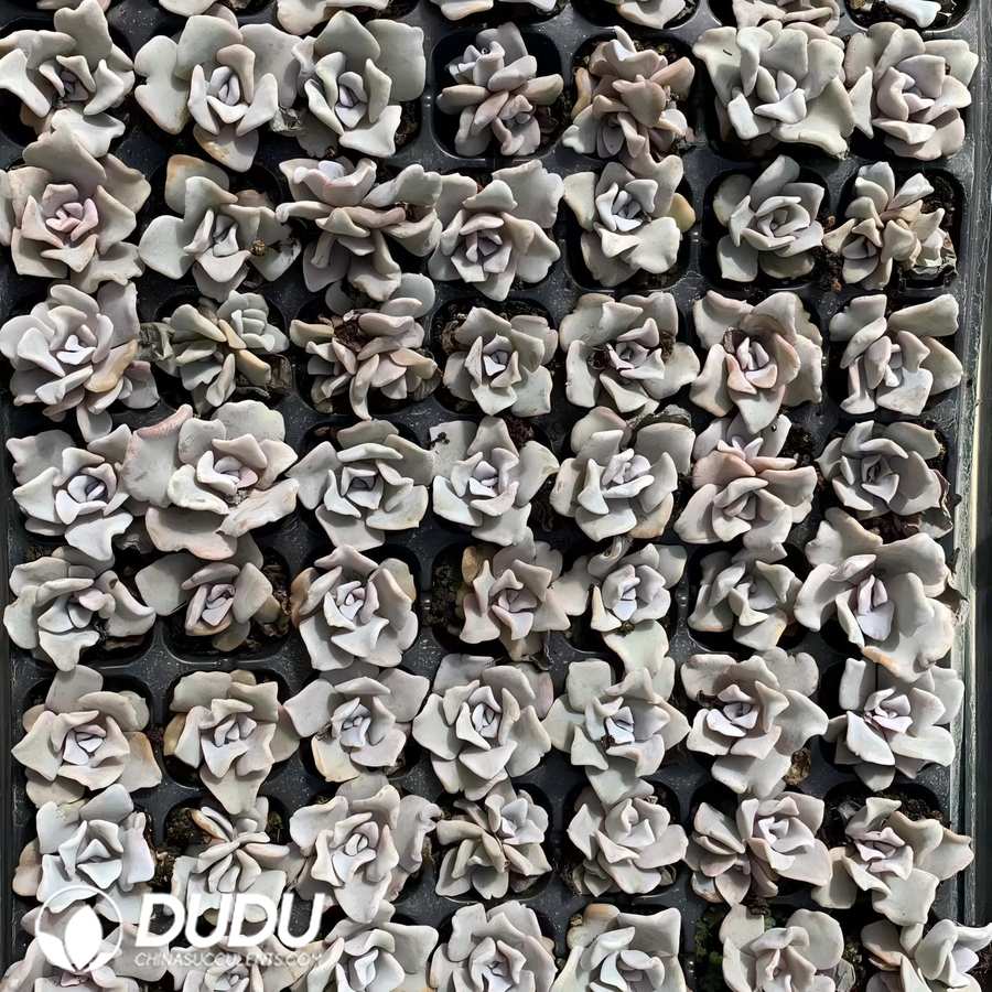 105pcs Echeveria White Madiba Seedlings