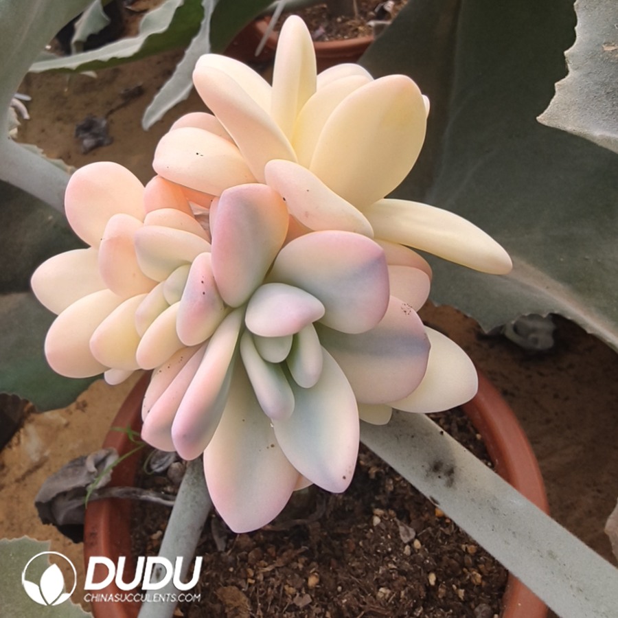 10107D110.jpg (Grafted)Echeveria Pink Rabbit Variegated Clustering - 画像 (1)