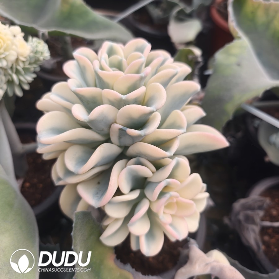 10108D110.jpg (Grafted)Pachyveria Orpet Variegated Clustering - 画像 (1)