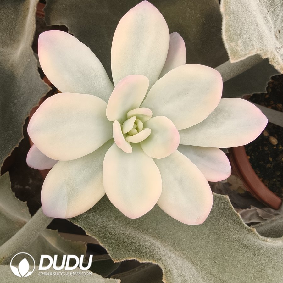 10109D90.jpg (Grafted)Echeveria Pink Rabbit Variegated - 画像 (1)