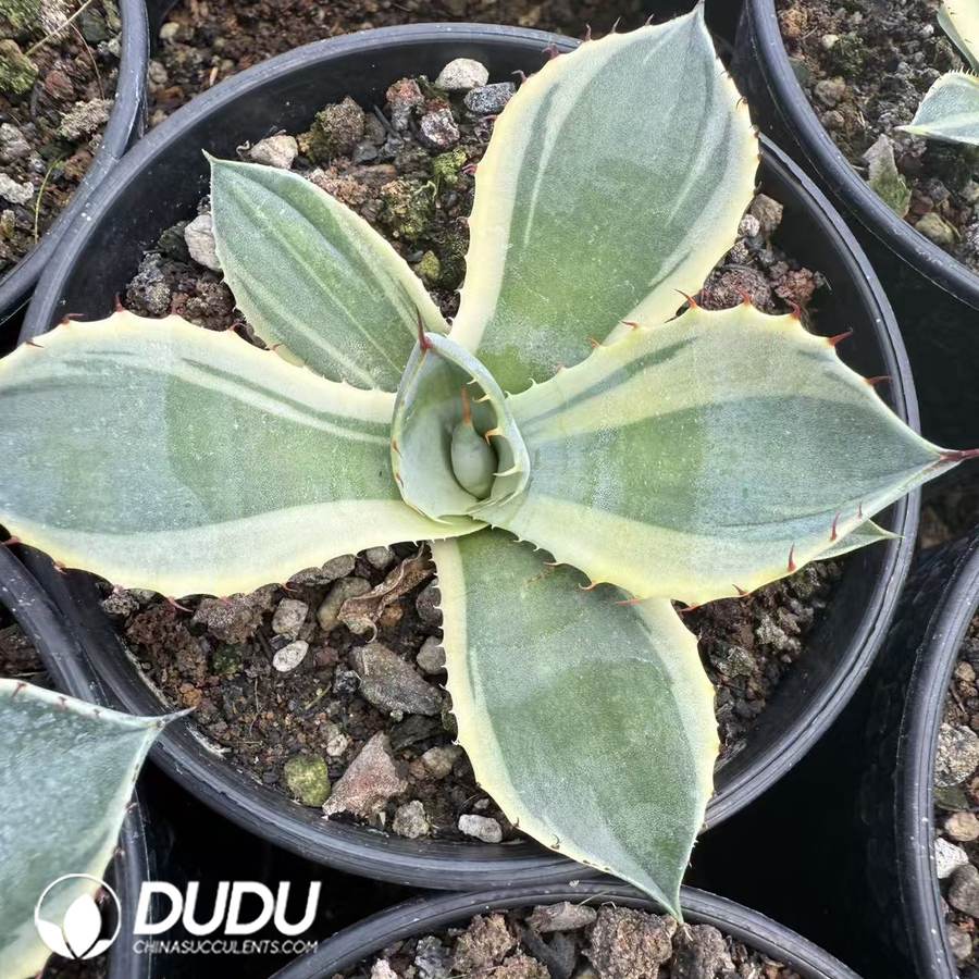 10110D80.jpg Agave Flexispina Variegated - 画像 (1)