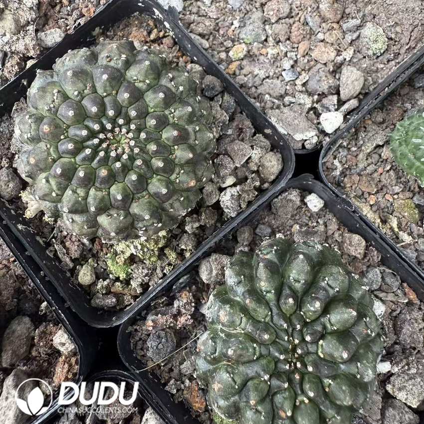 10113D40.jpg Euphorbia Gymnocalycioides - 画像 (1)