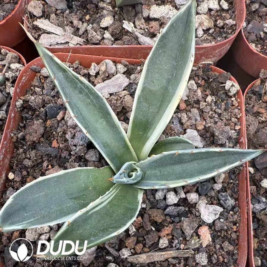 10114D60.jpg Agave montana 'Variegata' - 画像 (1)