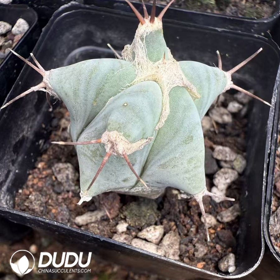 10115D30.jpg (Seed Grown)Thelocactus hexaedrophorus - 画像 (1)