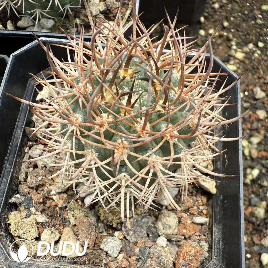 10118D40.jpg (Seed Grown)Eriosyce strausiana - 画像 (1)