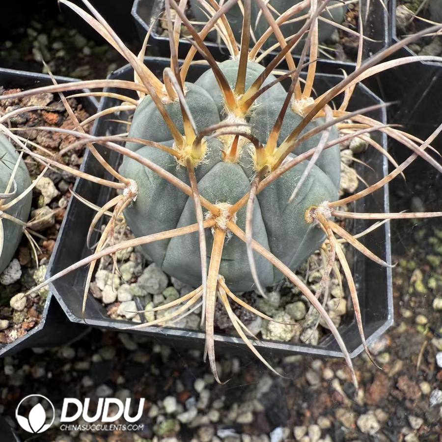10119D40.jpg (Seed Grown)Eriosyce bulbocalyx - 画像 (1)