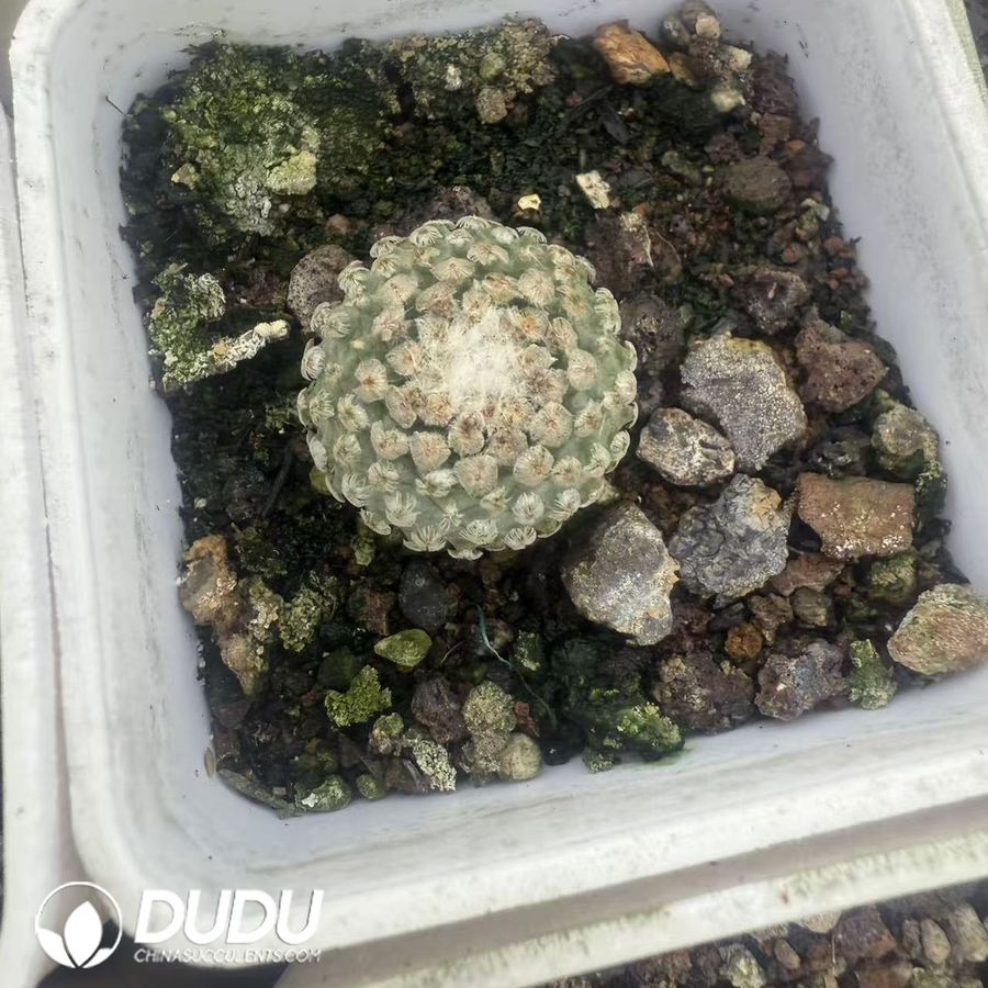 10121D20.jpg (Seed Grown)Turbinicarpus valdezianus - 画像 (1)