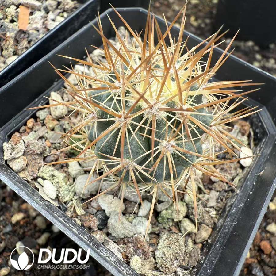 10122D30.jpg (Seed Grown)Parodia magnifica - 画像 (1)